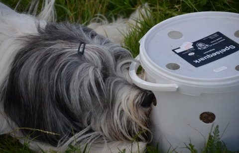 Hundebeschäftigung