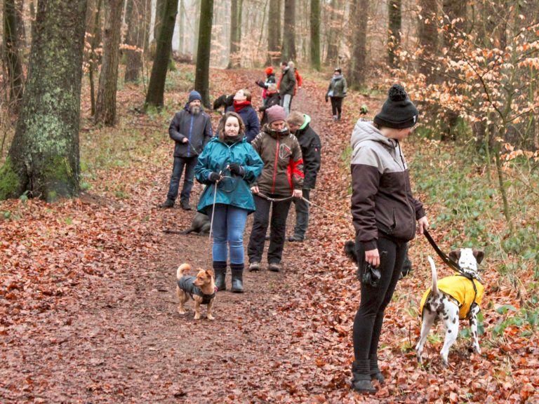 Spaziergang im Wald