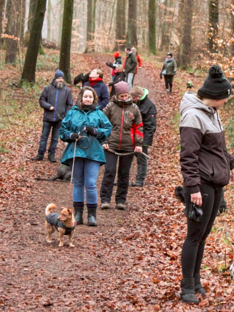 Waldspaziergang in der Hundeschule