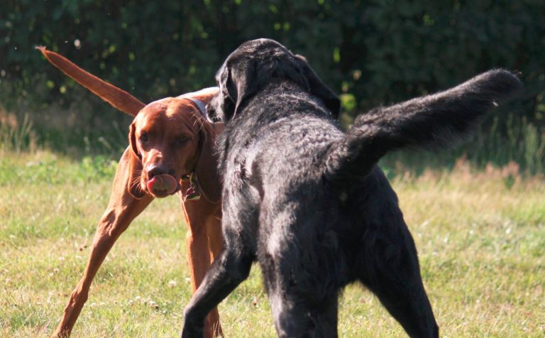 Hundebegegnung