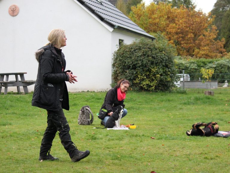 Hundetraining