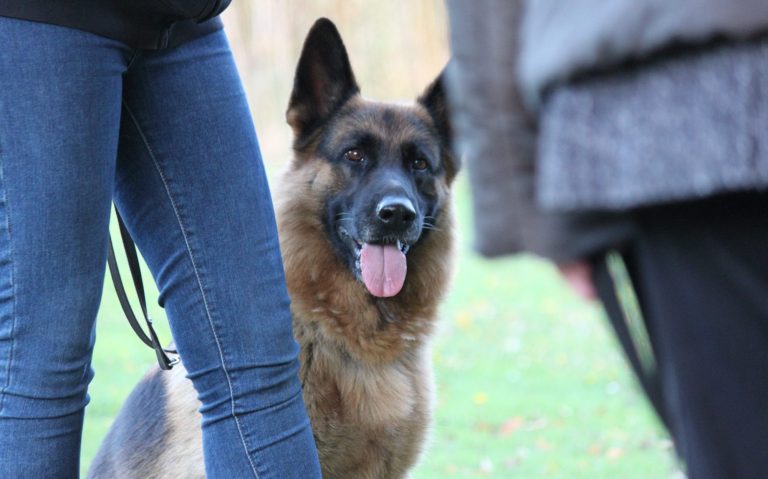 mobile Hundeschule - Termine nach Vereinbarung