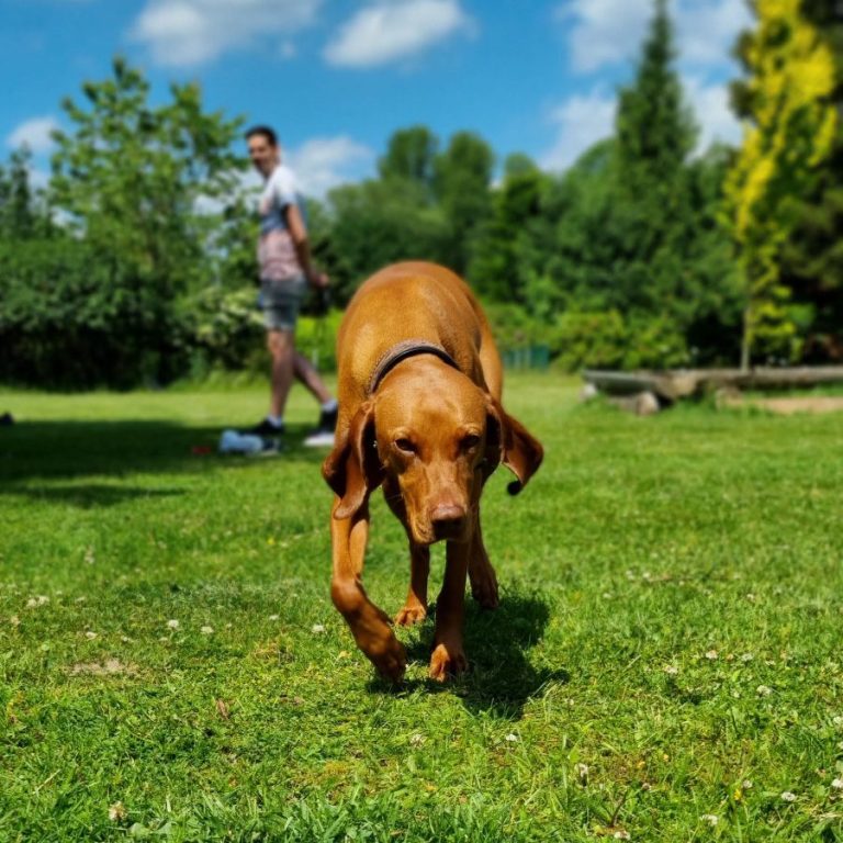 Magyar Vizsla