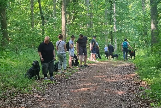 Hundetraining im Wald