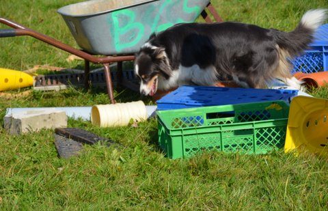 Hundebeschäftigung durch Tricks