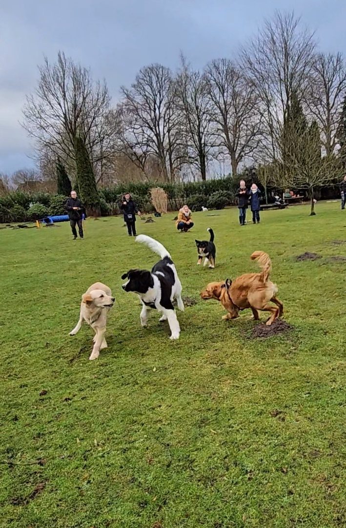 Hundespielen