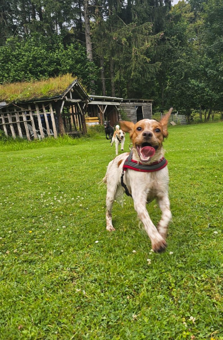 Hundespielen