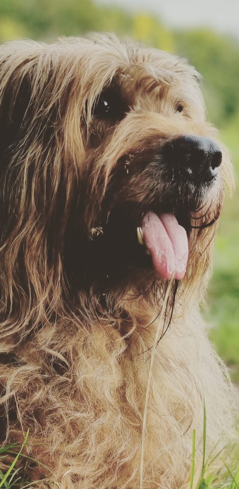 Briard