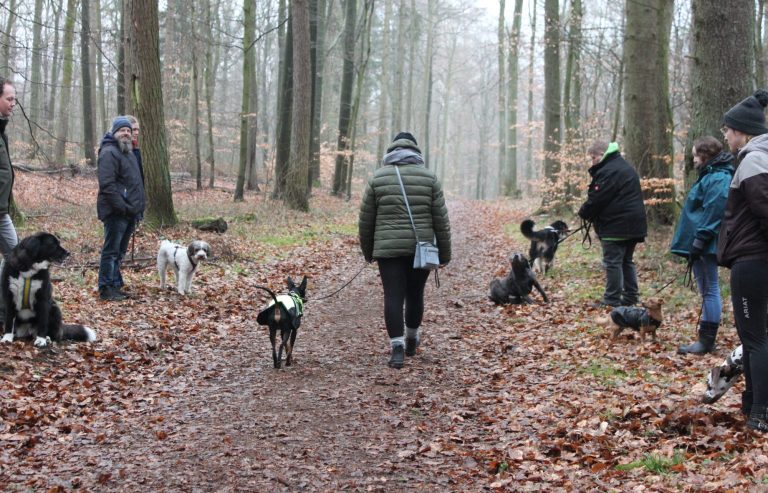 Mehrhundehaltung