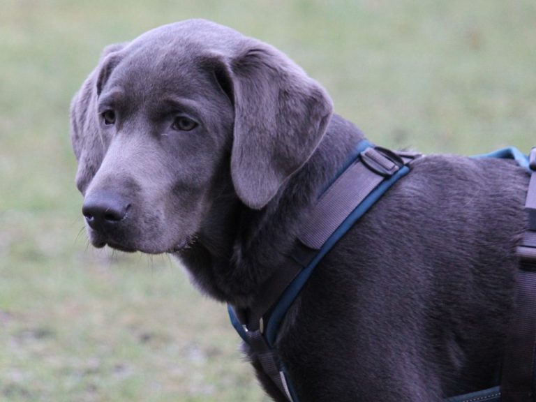 Jundhundetraining