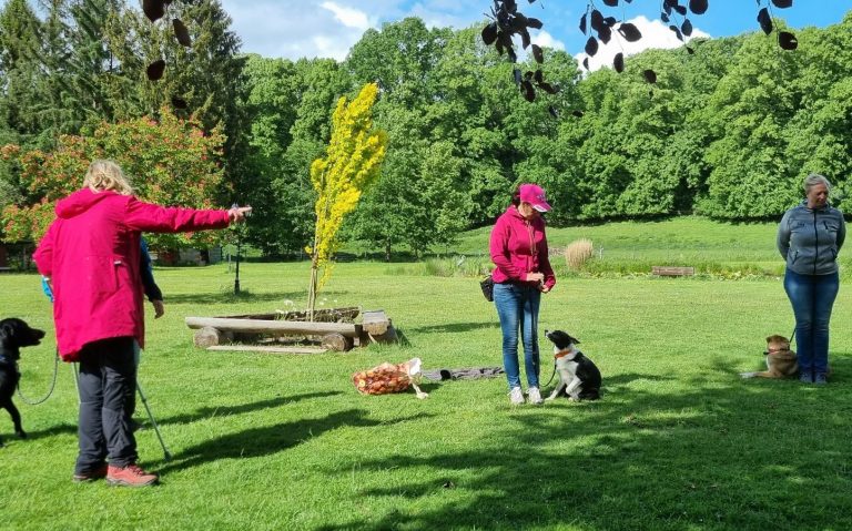 Hundetraining